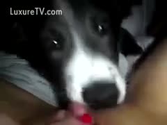 Cute puppy licking wet crack
